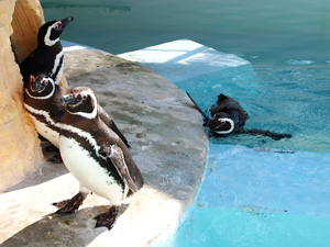 遊亀公園附属動物園　ペンギン