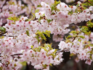 富士五湖の桜