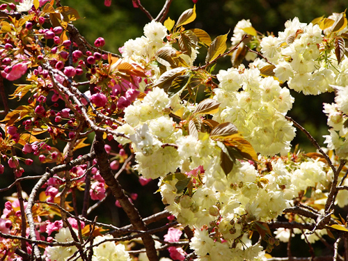 金桜神社　鬱金の桜と八重桜