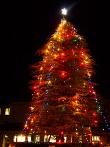 山梨英和大学　クリスマスツリー