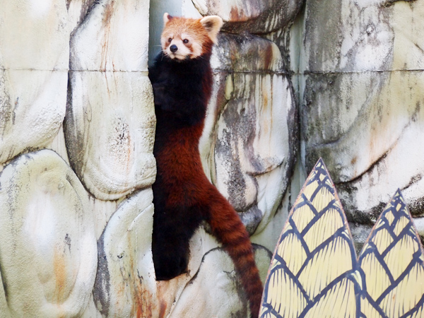 遊亀公園附属動物園　レッサーパンダ