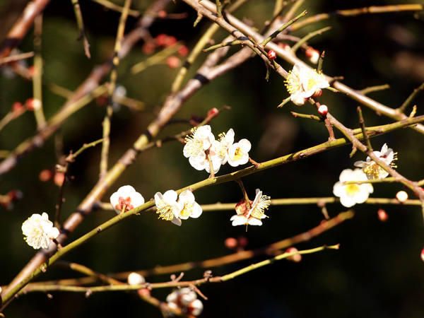 山神宮祭典（お天狗さん）梅の花