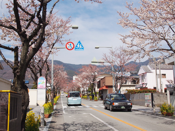 武田通りの桜