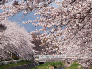 小瀬スポーツ公園　桜並木