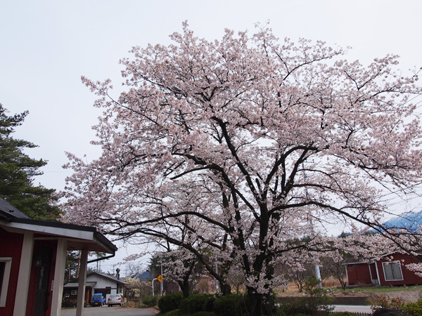 ケルンコーヒー　桜の木