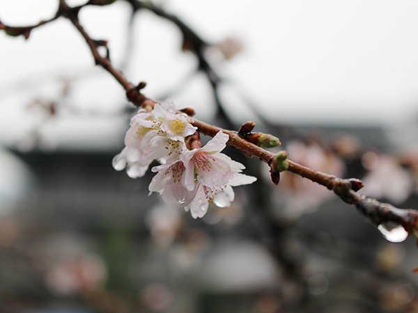 身延山　久遠寺　桜が咲いていました