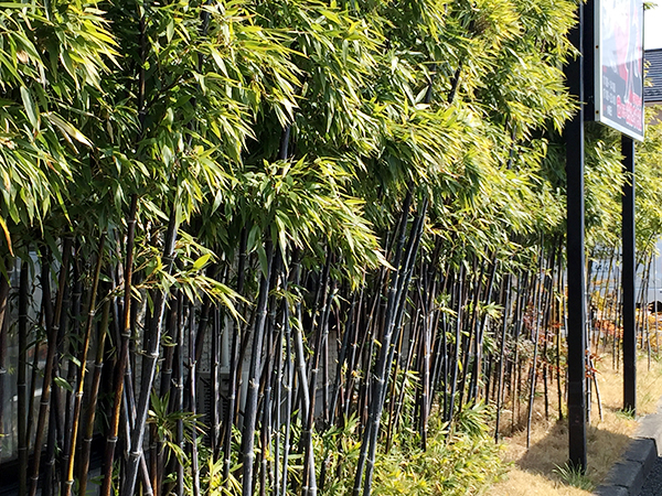 まるきゅう　竹の生け垣
