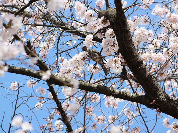 勝沼ぶどう郷駅　桜の花の蜜を吸う野鳥