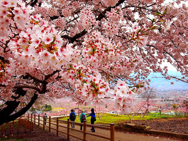 花鳥山展望台　桜と桃の絶景