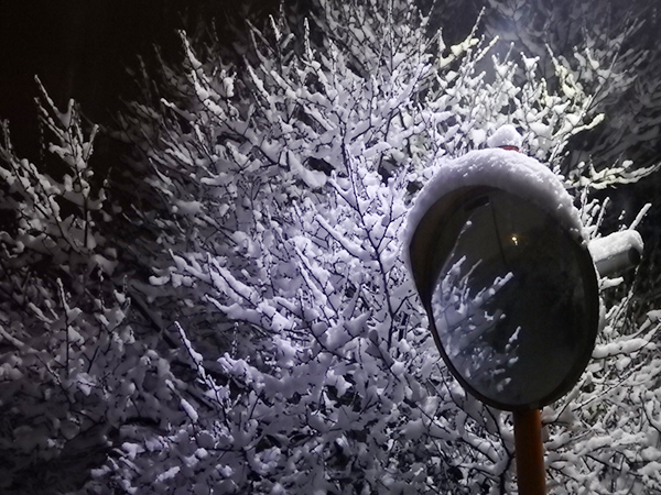 枝に雪が積もって綺麗