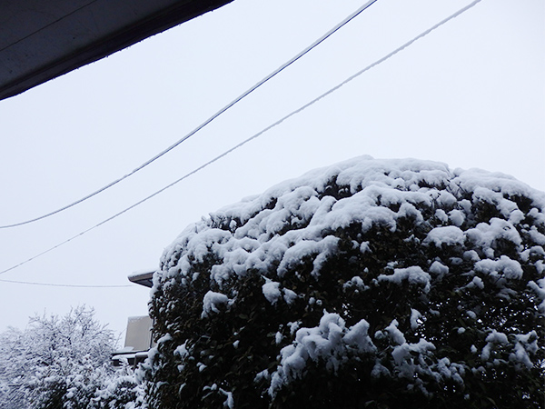 昨日からの雪