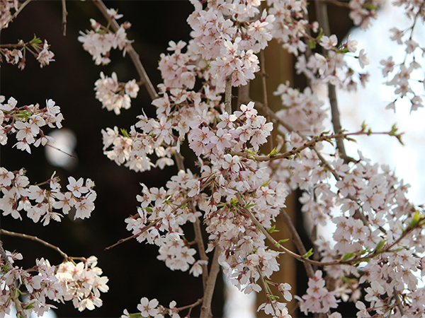 周林寺　桜の花