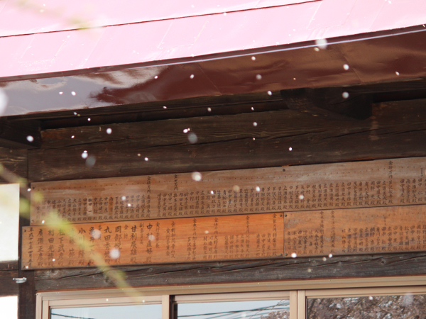 周林寺　桜吹雪