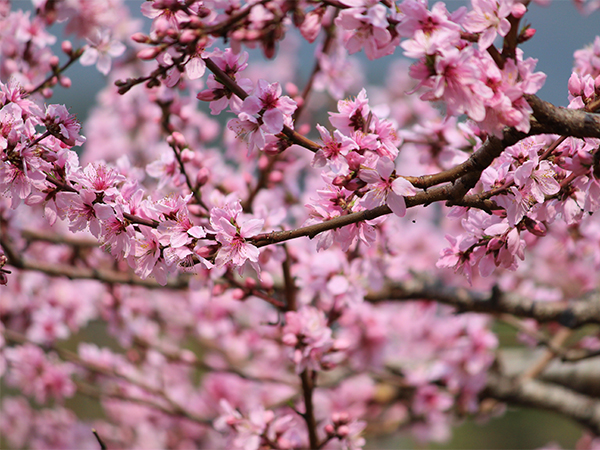 周林寺　桃の花が八分咲き