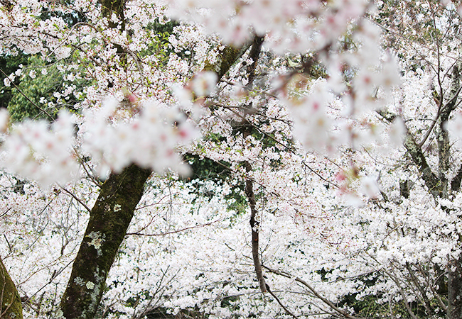 物部神社の桜並木