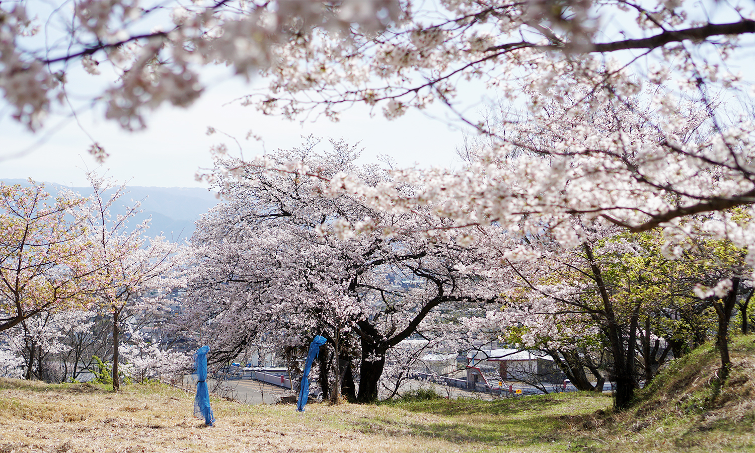物部神社　桜の大木