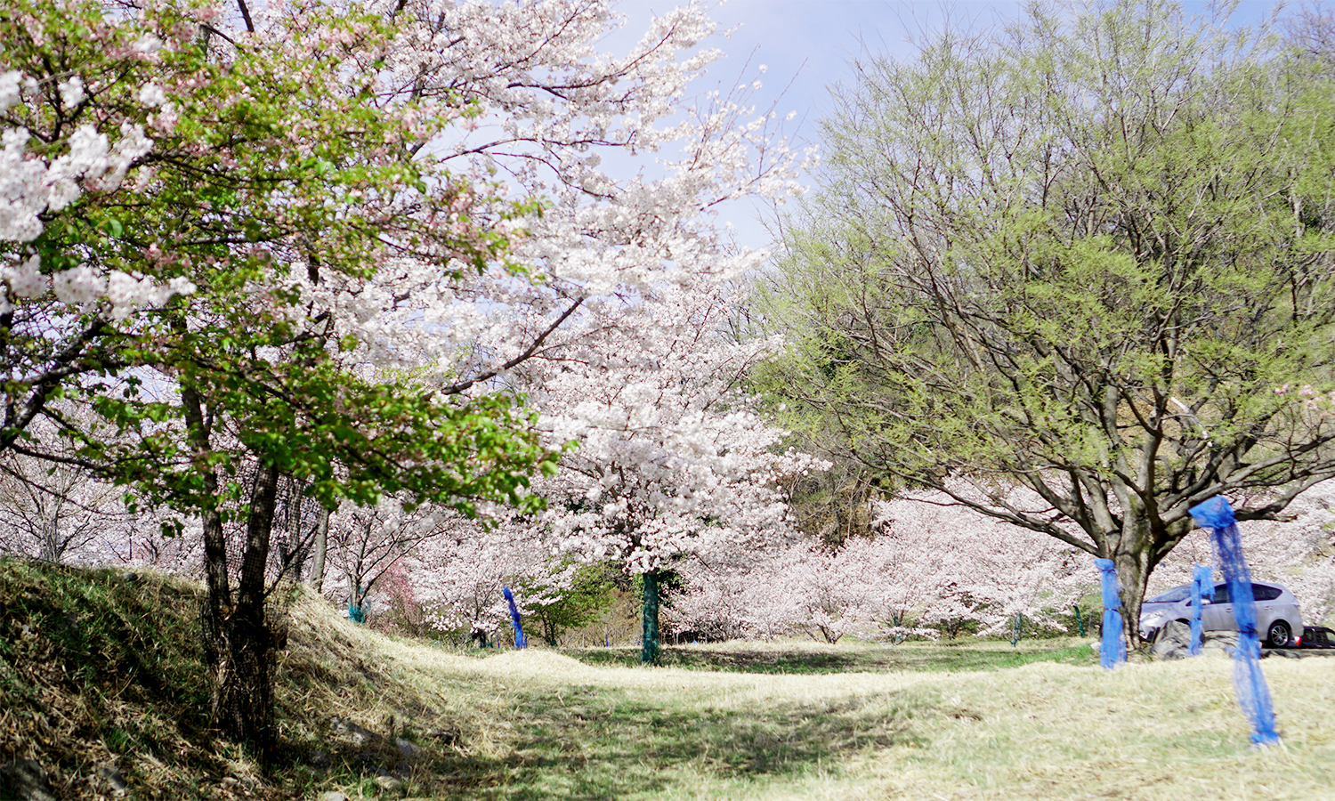 物部神社　桜の公園