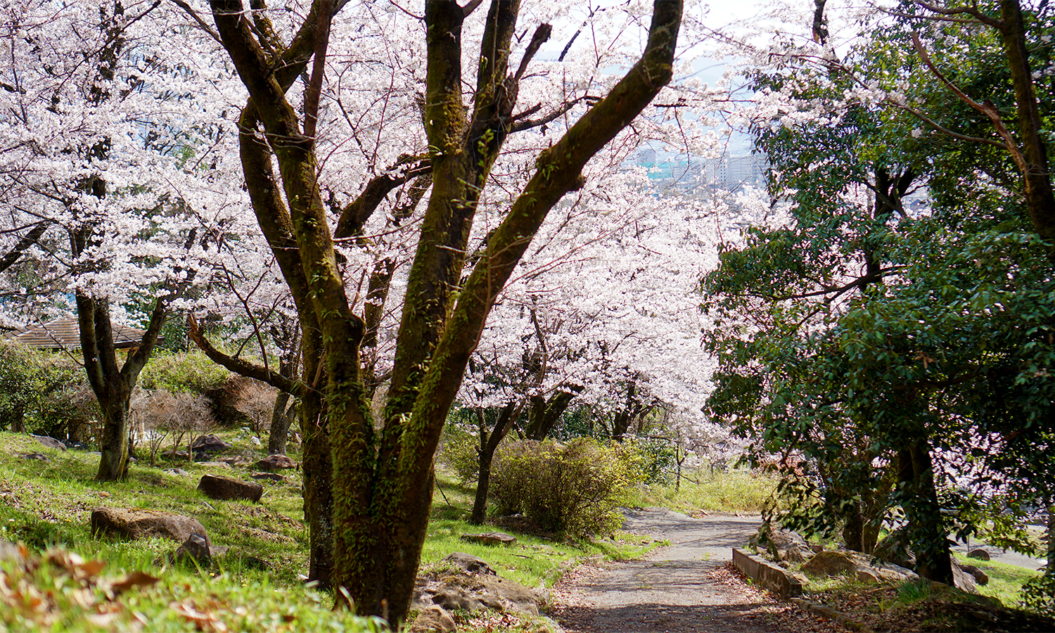 物部神社　物部神社裏の桜並木